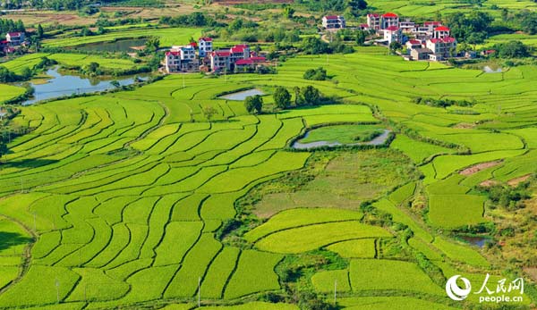 江西泰和：晚稻漸黃 “豐