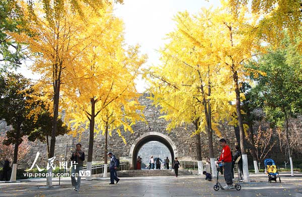 江蘇南京：銀杏披“金甲”